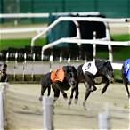 how to bet on derby